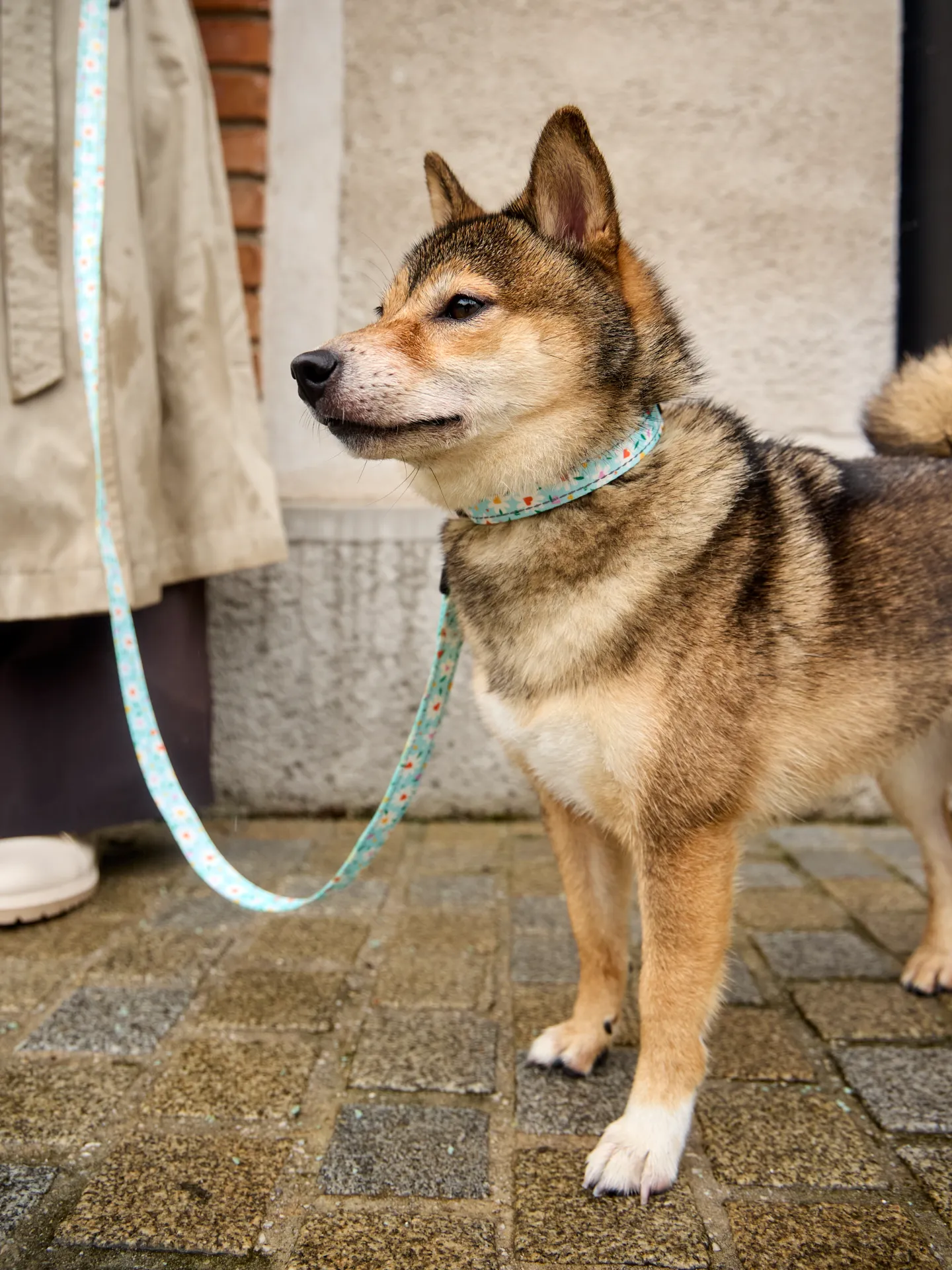 Hundehalsband Herzen und Gänseblümchen - Image 5