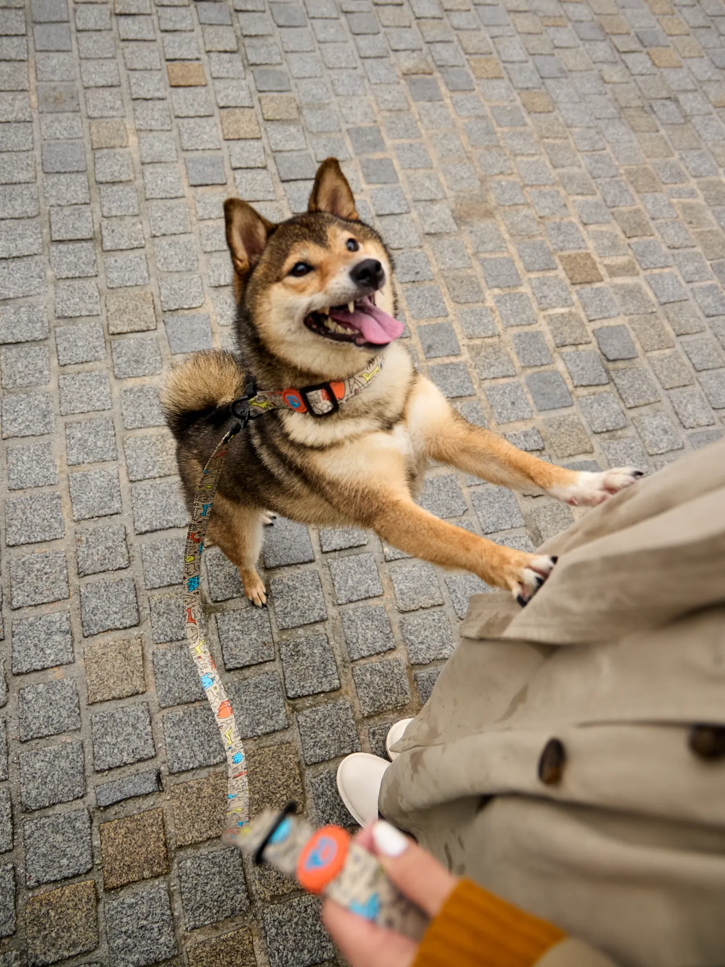 Hundeleine Hundepack - Image 5